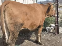 Vaca, Ganado vacuno — foto 3