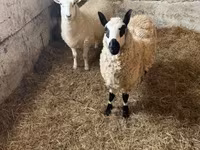 نعجة, Cerry Hill sheep — الصورة 8