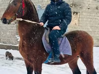 Horse (M), Arabian horse — photo 3