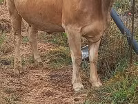 Krowa, Swiss cattle — zdjęcie 5