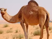 Kamele (Partie, Geschlecht nicht angegeben), Kazakh Bactrian camel — Foto 1