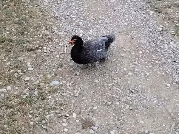 Canard musqué domestique