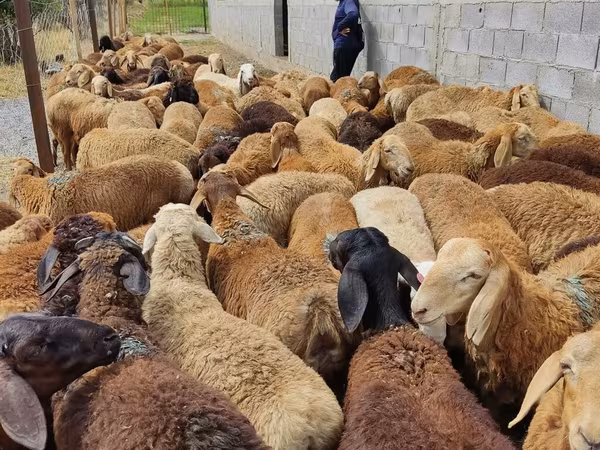 Brebis, Moutons