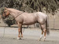 Horse (M), Quarter Horse — photo 2
