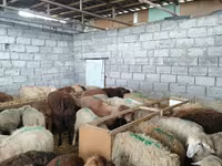 母羊, Beulah Speckled face sheep — 照片 7