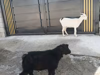 公山羊, Goats — 照片 1