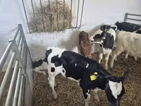 Touro, Russian Black pied cattle — foto 6