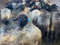 Byk, Russian Black pied cattle — zdjęcie 3