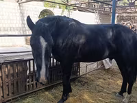 Hengst, Friesian sport horse — Foto 4
