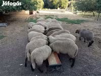 भेड़, Tsigai sheep — फ़ोटो 3