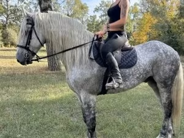 公马, Andalusian horse