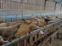 Sheep, Rouge de l’Ouest sheep — photo 3