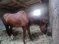Caballo, Akhal-Teke — foto 3