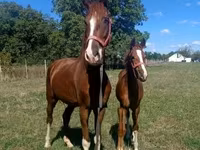 Cheval, Dutch warmblood horse — photo 4
