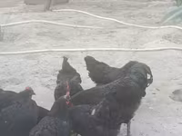 जर्सी जायंट — फ़ोटो 3