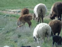 Bélier, Moutons — photo 4