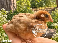 जापानीज़ — फ़ोटो 8