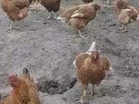 galinha dinamarquesa — foto 2