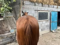 Hengst, Kyrgyz Horse — Foto 7