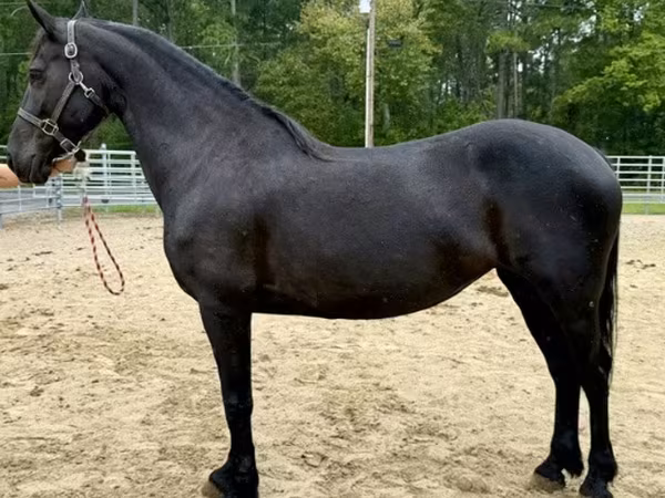 فرس, Friesian