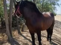 公马, Horses — 照片 5