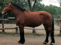 母马, Horses — 照片 2