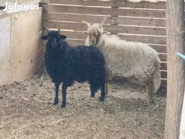 Bélier, Racka sheep