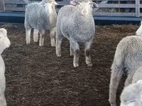 نعجة, Kuibyshev sheep — الصورة 2
