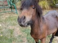 घोड़ा, Shetland Pony — फ़ोटो 2