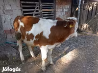 सांड, हंगेरियन ग्रे नस्ल — फ़ोटो 3