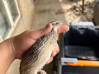 Italiana dorada — foto 1
