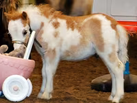 公马, Miniature horse — 照片 1