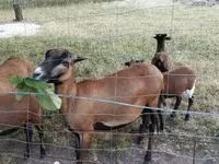 母羊, Cameroon sheep — 照片 2