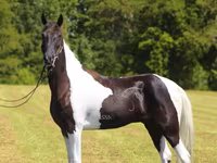 حصان, Tennessee Walking Horse — الصورة 6