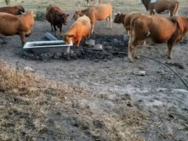母牛, Simmental cattle