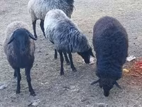 भेड़, Karakul sheep — फ़ोटो 3