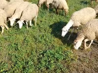 भेड़, Karabakh sheep — फ़ोटो 3