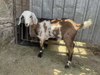 Koza, Nubian Goat — zdjęcie 2