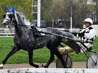 Cheval, Orlov Trotter — photo 1