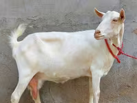 बकरी, Saanen goat — फ़ोटो 2
