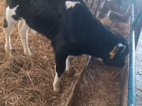 सांड, Simmental cattle — फ़ोटो 7