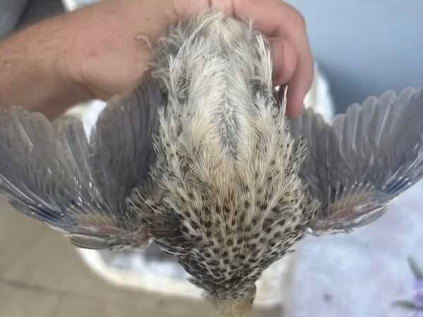 Quails