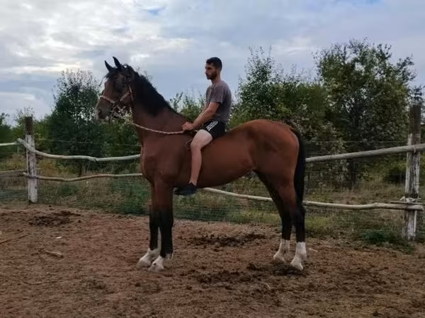 Конь, Голландская теплокровная