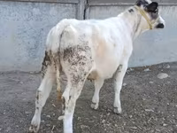 بقرة, البلجيكية الزرقاء — الصورة 1