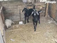 Cabro, Cabras — foto 2