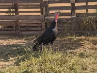 Norfolk Black — photo 1