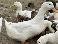 American Pekin — photo 1