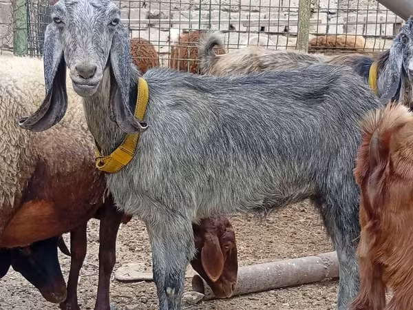 बकरी, Damask goat
