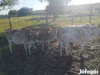 Bulle, Zebu — Foto 2
