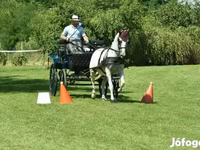Mare, Lipizzaner — photo 4